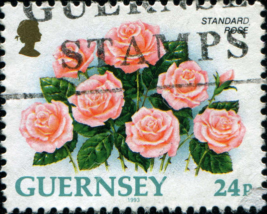 Orecchini a forma di chiave con francobollo di rose rosa di Guernsey, indossata su pizzo chiaro